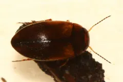 Hydroporus striola thumbnail 3