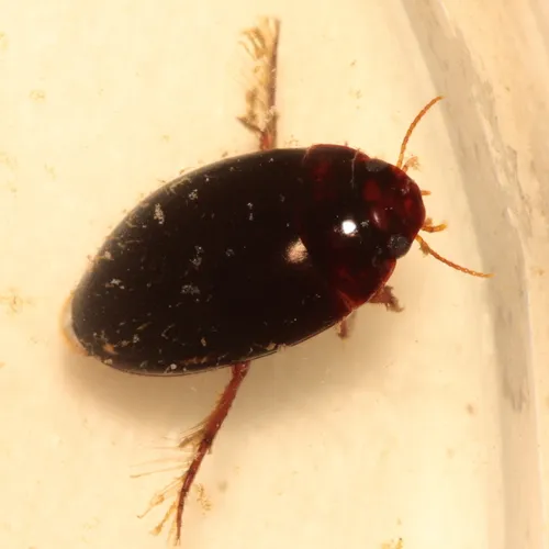 Platambus semivittatus