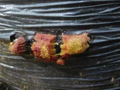 Stemonitis flavogenita thumbnail 2
