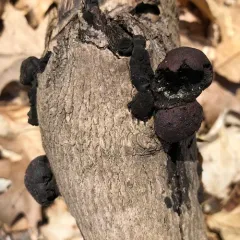 Daldinia childiae thumbnail 3