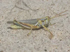 Yellowish Spur-throat Grasshopper thumbnail 2