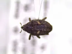Eubulus bisignatus thumbnail 2