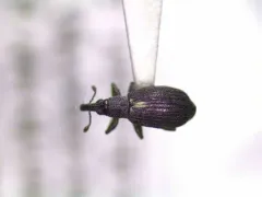Perapion punctinasum thumbnail 2
