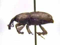 Southern Corn Billbug thumbnail 2