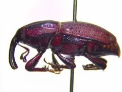 Groove-winged Billbug Weevil thumbnail 2