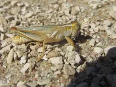 Striped Sand Grasshopper thumbnail 3