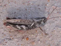 Gladston's Spur-throat Grasshopper thumbnail 2