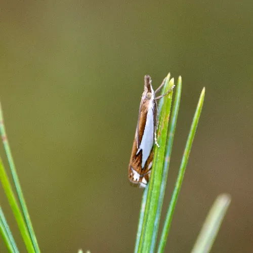 Forked Grass-veneer