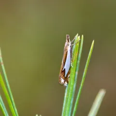 Forked Grass-veneer thumbnail 1