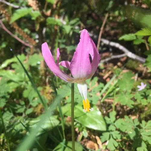 Coast Fawn Lily