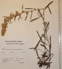Woodland Cudweed thumbnail 2