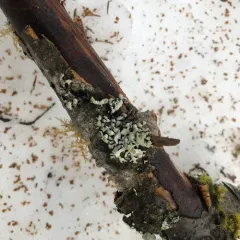 Budding Tube Lichen thumbnail 3