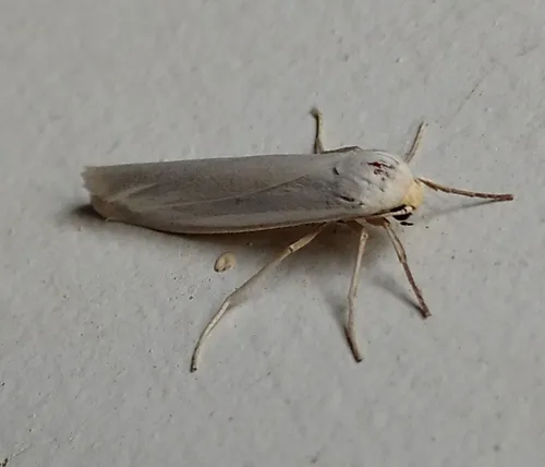 Yellow-headed Lichen Moth