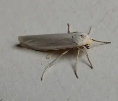 Yellow-headed Lichen Moth thumbnail 1