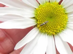 Glyphipterix sistes thumbnail 2