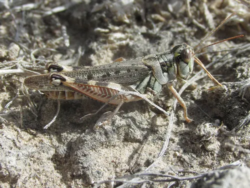 Flabellate Grasshopper