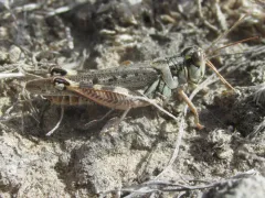 Flabellate Grasshopper thumbnail 1