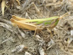 Obscure grasshopper thumbnail 3