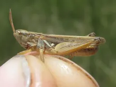 Spotted-winged Grasshopper thumbnail 3