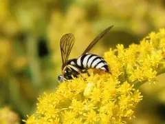 Bicyrtes capnopterus thumbnail 3
