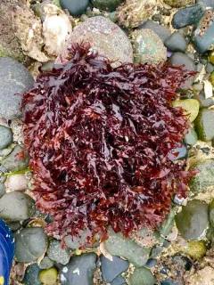 Mazzaella japonica thumbnail 2