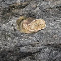 Eastern Oyster thumbnail 4