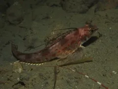 Longspine Combfish thumbnail 2
