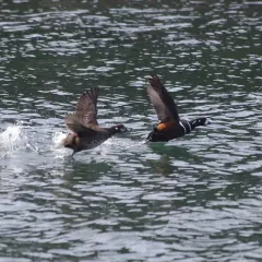 Harlequin Duck thumbnail 3