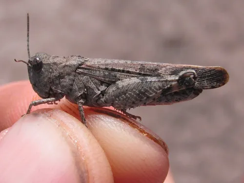 Southwestern Dusky Grasshopper