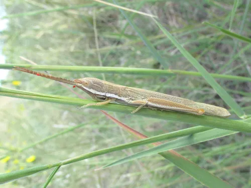 Wyoming Toothpick Grasshopper