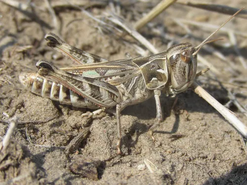 Four-spotted Grasshopper