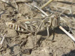 Four-spotted Grasshopper thumbnail 1