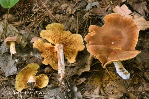 Gymnopilus humicola