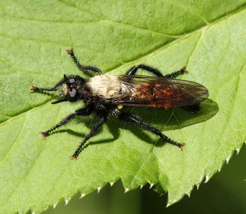 Northeastern Laphria