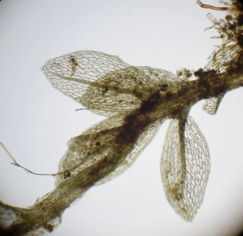Round-leaved Bryum