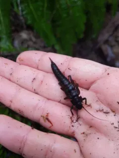 Ebony Salmonfly thumbnail 2