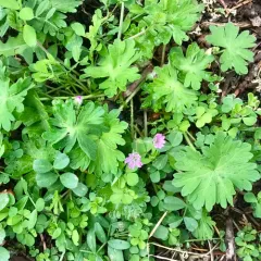 Dove's-foot crane's-bill thumbnail 2