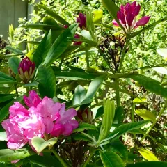 Pacific rhododendron thumbnail 1