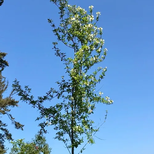 Bitter cherry