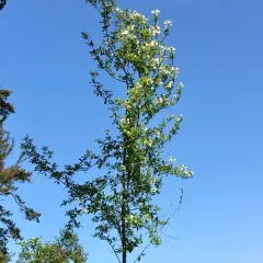 Bitter cherry thumbnail 1