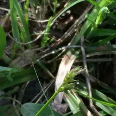 long-stalked sedge thumbnail 2