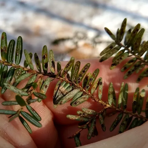 Colletotrichum fioriniae