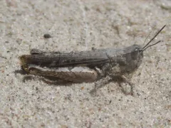 Texas Range Grasshopper thumbnail 4