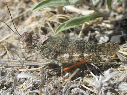 Campestral Grasshopper