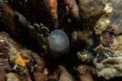 White-lined Aldisa thumbnail 2