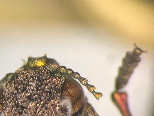 Tailed Jewel Borer