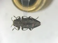 Chrysobothris quadriimpressa thumbnail 1