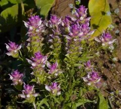 Toothed Owl's Clover thumbnail 2