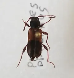 Phymatodes dimidiatus thumbnail 2