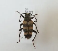 Black-banded Long-horned Beetle thumbnail 3